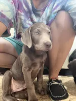 “Ahsoka” Silver, a female Labrador Retriever for sale in Severy, KS – 3 of 8