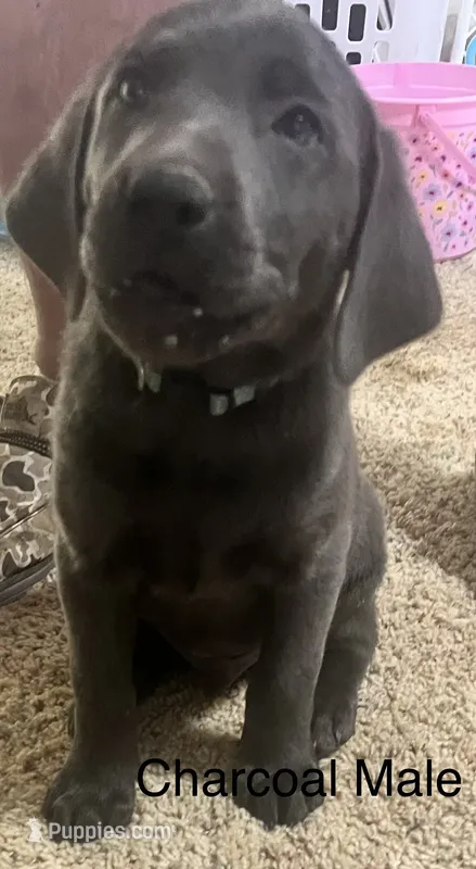 Skywalker Charcoal – Labrador Retriever puppy for sale in Severy, KS