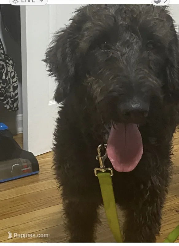 Shadow  – Poodle - Standard  puppy for sale in Chicago, IL