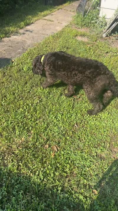 Shadow , a male Poodle - Standard  for sale in Chicago, IL – 3 of 3