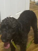 Shadow , a male Poodle - Standard  for sale in Chicago, IL – 2 of 3