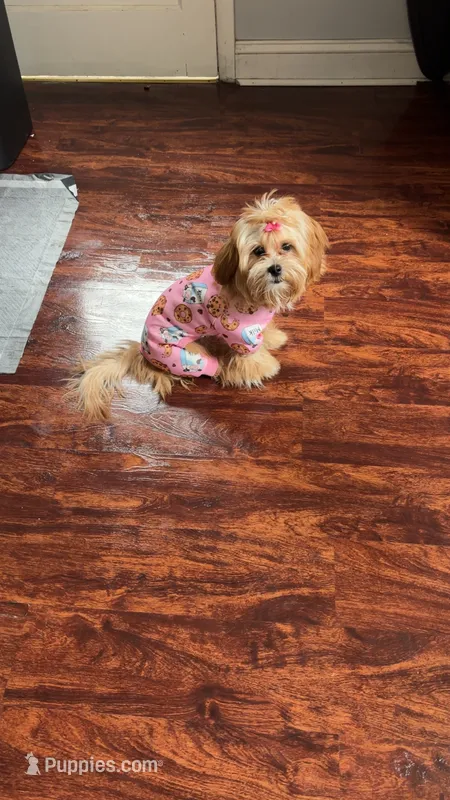 Nuri – Shih Tzu puppy for sale in Folcroft, PA