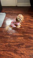 Nuri, a female Shih Tzu for sale in Folcroft, PA – 1 of 7