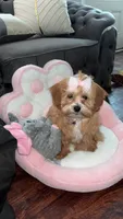 Nuri, a female Shih Tzu for sale in Folcroft, PA – 3 of 7