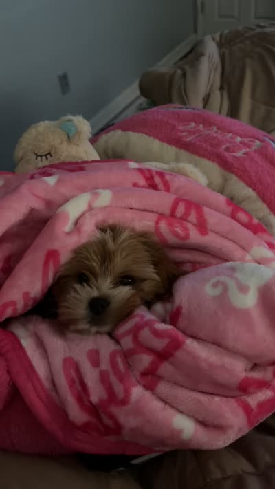 Nuri, a female Shih Tzu for sale in Folcroft, PA – 7 of 7