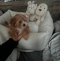 Nuri, a female Shih Tzu for sale in Folcroft, PA – 4 of 7