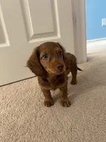 Scooby , a male Miniature Dachshund for sale in Plainfield, IN – 2 of 3