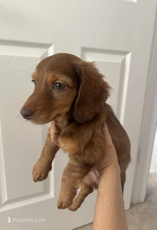 Scooby  – Miniature Dachshund puppy for sale in Plainfield, IN