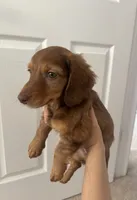 Scooby , a male Miniature Dachshund for sale in Plainfield, IN – 1 of 3