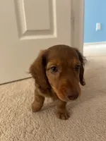 Scooby , a male Miniature Dachshund for sale in Plainfield, IN – 3 of 3