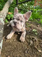 Jack, a male French Bulldog for sale in Elyria, OH – 2 of 2