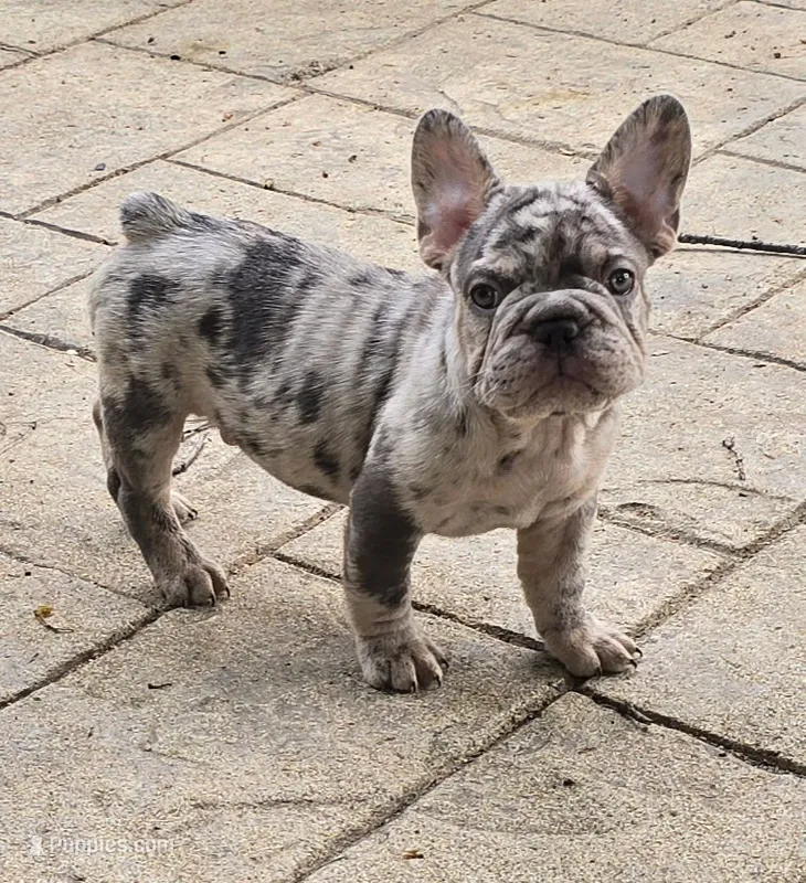 Jack – French Bulldog puppy for sale in Elyria, OH