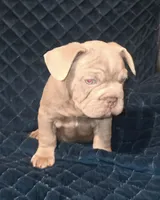 Rocco, a male French Bulldog for sale in Elyria, OH – 2 of 2