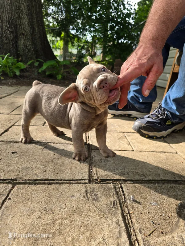 Rocco – French Bulldog puppy for sale in Elyria, OH