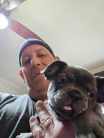 Loki, a male French Bulldog for sale in Elyria, OH – 1 of 1