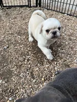 AKC Rosalina, a female Pug for sale in Diller, NE – 8 of 8