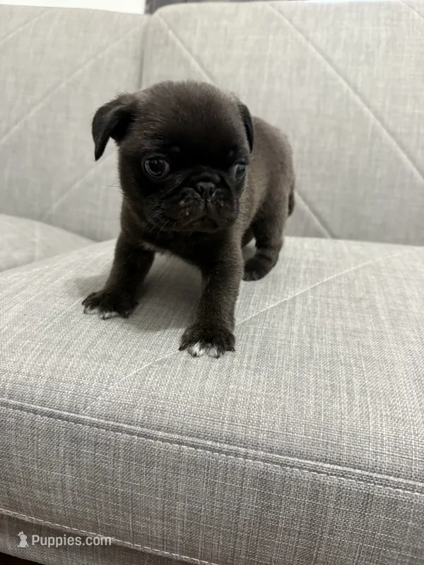 Mario – Pug puppy for sale in Diller, NE