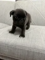 Mario, a male Pug for sale in Diller, NE – 1 of 4