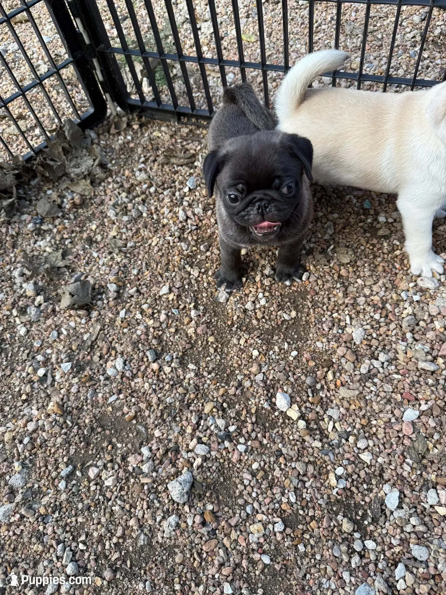 AKC Mario, a male Pug for sale in Diller, NE – 2 of 9