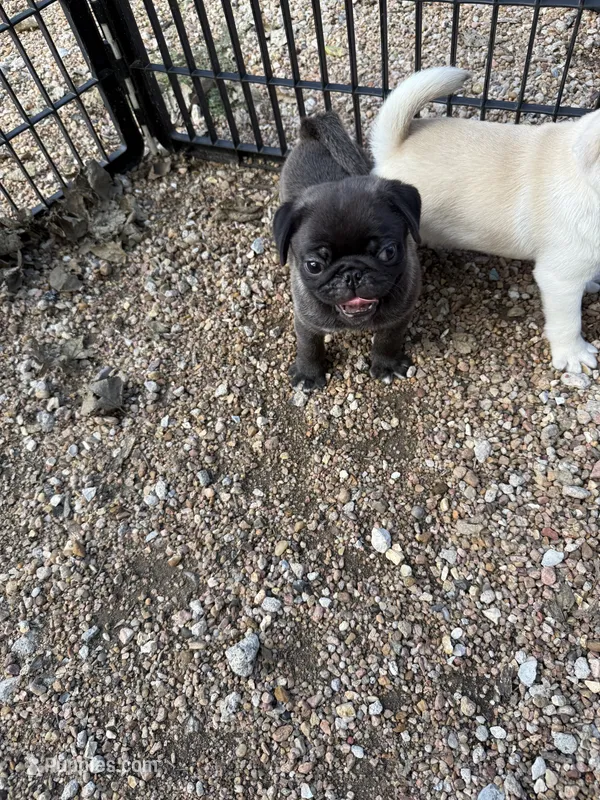 Mario – Pug puppy for sale in Diller, NE