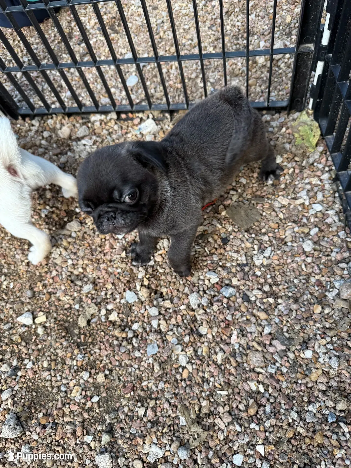 AKC Mario, a male Pug for sale in Diller, NE – 9 of 9