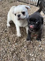 AKC Mario, a male Pug for sale in Diller, NE – 4 of 9