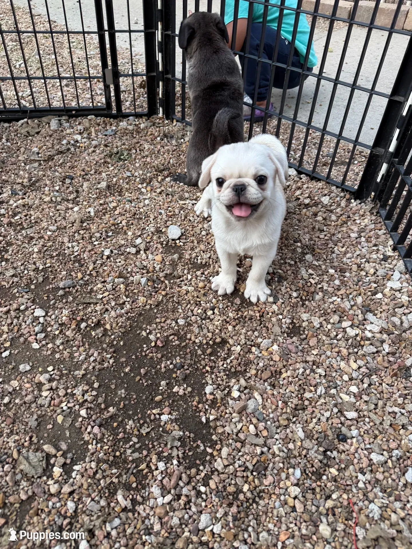 AKC Rosalina, a female Pug for sale in Waterville, KS – 6 of 8