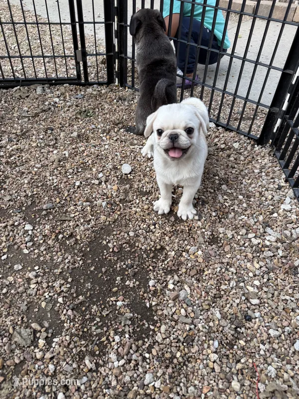 Rosalina – Pug puppy for sale in Diller, NE
