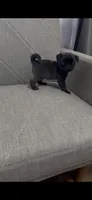 Mario, a male Pug for sale in Diller, NE – 3 of 4