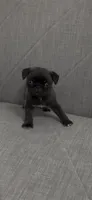 Mario, a male Pug for sale in Diller, NE – 2 of 4