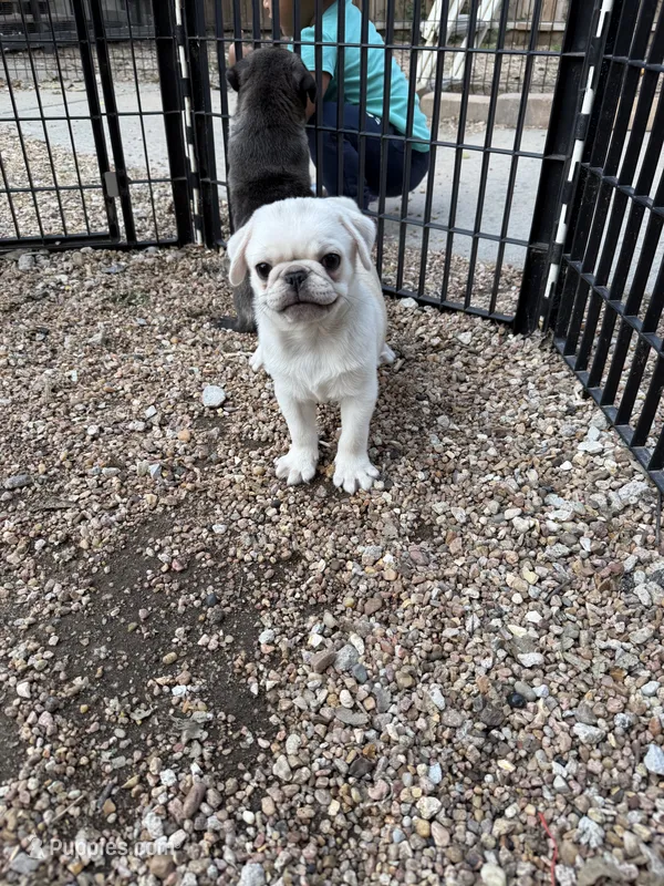 AKC Rosalina – Pug puppy for sale in Diller, NE