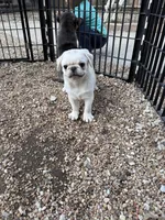 AKC Rosalina, a female Pug for sale in Diller, NE – 1 of 8