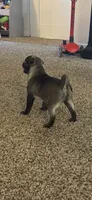 AKC Mario, a male Pug for sale in Waterville, KS – 2 of 9