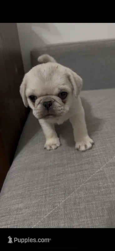 Rosalina – Pug puppy for sale in Diller, NE