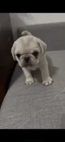 Rosalina, a female Pug for sale in Diller, NE – 1 of 3