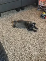 AKC Mario, a male Pug for sale in Waterville, KS – 3 of 9