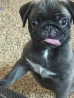 AKC Mario, a male Pug for sale in Waterville, KS – 4 of 9