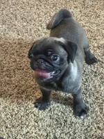 AKC Mario, a male Pug for sale in Waterville, KS – 9 of 9