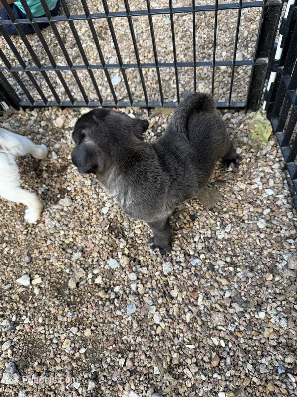 AKC Mario – Pug puppy for sale in Diller, NE