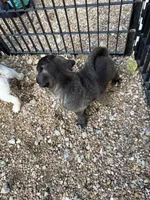 AKC Mario, a male Pug for sale in Diller, NE – 1 of 9