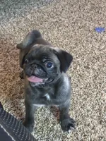 AKC Mario, a male Pug for sale in Waterville, KS – 1 of 9