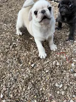 AKC Rosalina, a female Pug for sale in Diller, NE – 3 of 8