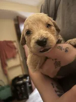 Orange collar, a male Goldendoodle and Golden Pyrenees for sale in Frontenac, MN – 5 of 6