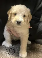 Dark green collar , a male Goldendoodle and Golden Pyrenees for sale in Frontenac, MN – 1 of 5
