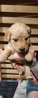 Yellow collar, a female Goldendoodle and Golden Pyrenees for sale in Frontenac, MN – 2 of 5