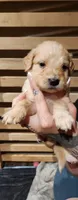 Black collar , a female Goldendoodle and Golden Pyrenees for sale in Frontenac, MN – 2 of 5
