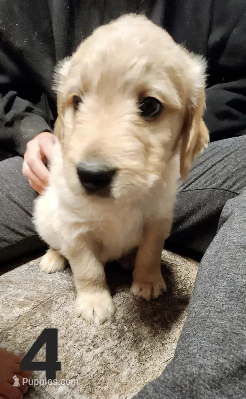 Orange collar – Goldendoodle, Golden Pyrenees puppy for sale in Frontenac, MN