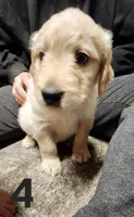 Orange collar, a male Goldendoodle and Golden Pyrenees for sale in Frontenac, MN – 1 of 6