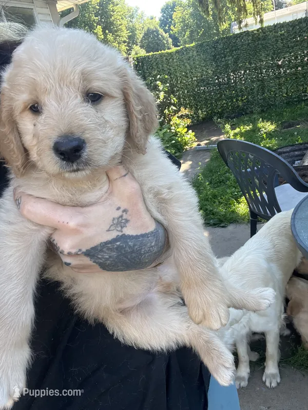 Dark blue collar – Goldendoodle, Golden Pyrenees puppy for sale in Frontenac, MN