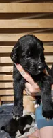 Gray Collar, a male Goldendoodle and Golden Pyrenees for sale in Frontenac, MN – 2 of 5